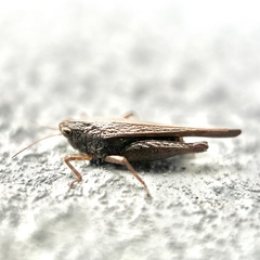 Tettigidea