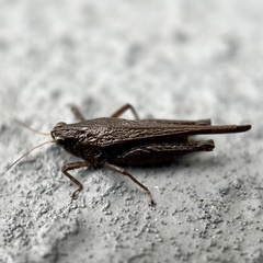 Tettigidea
