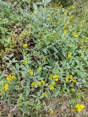 Senecio hypoleucus