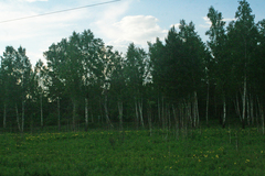 Betula pendula