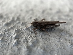 Tettigidea