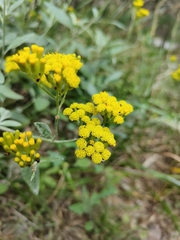 Senecio hypoleucus