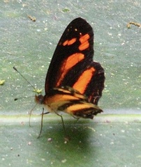 Castilia eranites
