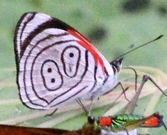 Diaethria