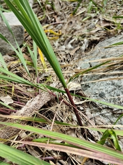 Gladiolus undulatus