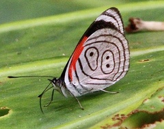 Diaethria