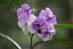 Brunfelsia