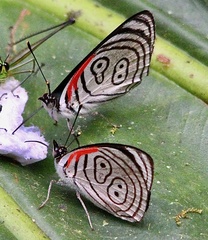 Diaethria