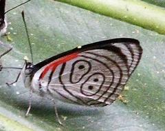 Diaethria