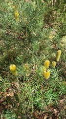 Banksia spinulosa