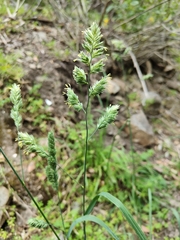 Dactylis glomerata