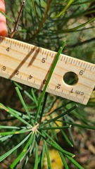 Banksia spinulosa