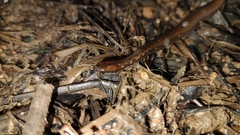 Coniophanes bipunctatus