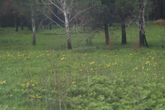 Hemerocallis minor