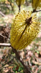 Banksia spinulosa