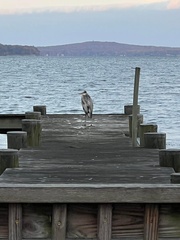 Ardea herodias