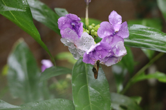 Brunfelsia