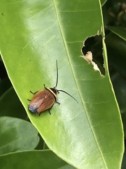 Ellipsidion