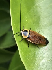 Ellipsidion