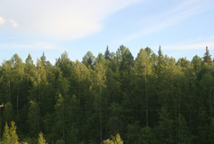 Betula pendula