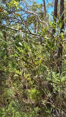 Hakea dactyloides