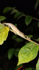 Anolis sericeus
