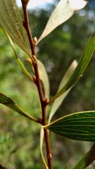 Hakea dactyloides
