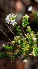Leucopogon microphyllus