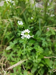 Nasturtium officinale