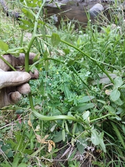 Nasturtium officinale