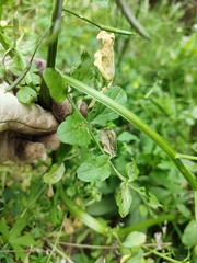 Nasturtium officinale