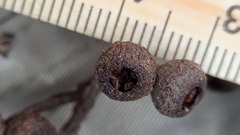 Eucalyptus globoidea