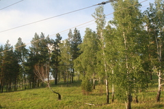 Betula pendula