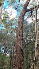 Eucalyptus globoidea