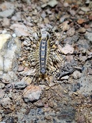 Allothereua maculata