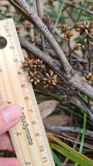 Eucalyptus globoidea