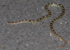 Rhinocheilus lecontei