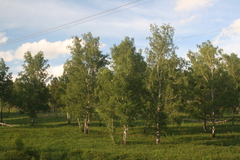 Betula pendula