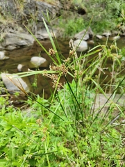 Cyperus vaginatus
