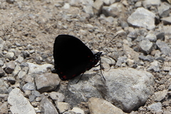 Hamadryas laodamia saurites