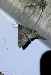 Hypena obsitalis