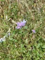 Ixia polystachya