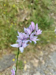 Ixia polystachya