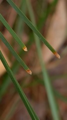 Lomandra glauca