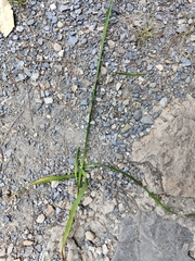 Ixia polystachya