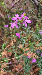 Tetratheca thymifolia