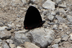 Hamadryas laodamia saurites