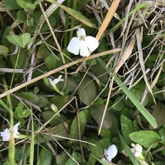 Mazus novaezeelandiae impolitus