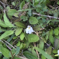 Mazus novaezeelandiae impolitus