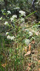 Pimelea linifolia